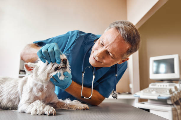 Best 24-Hour Emergency Dental Care in Chatham, VA